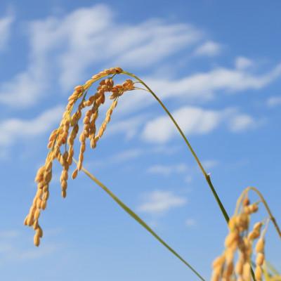 ふるさと納税 大潟村 【毎月定期便】特別栽培米 あきたこまち 白米 5kg全6回 |  | 01