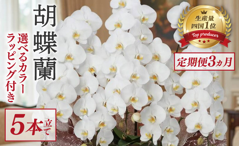 【定期便3ヶ月】 胡蝶蘭 5本立て 白 ハイグレード 花 はな お花 日付指定 記念日 お祝い プレゼント ギフト 贈答 贈り物 選べる カラー ラッピング 鉢花 鉢植え 洋蘭 洋ラン 冠婚葬祭 蘭 らん 新築祝い 豪華 華 華やか はなやか 敬老 誕生日 人気 ランキング おいわい 開店祝い 開業祝い こちょうらん きねんび 四国 生産数 一位 1位 いちい ふるさと納税 大輪 産地直送