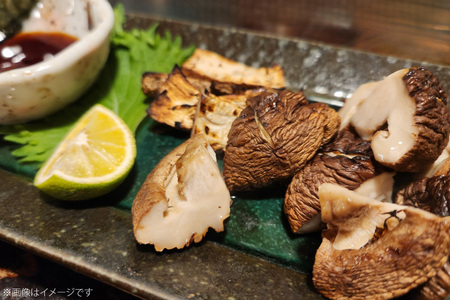 きのこ しいたけ きくらげ 椎茸菌床 生椎茸 生きくらげ セット 12回 定期便