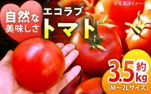 【先行予約】【5月上旬から順次発送】エコラブトマトM〜2Lサイズ（20〜24玉）約3.5kg 愛媛県大洲市/沢井青果有限会社 [AGBN012]野菜 サラダ トマト とまと 完熟とまと お正月 クリスマス