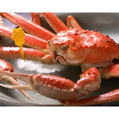 ふるさと納税 鯖江市 【11月6日漁解禁】福井冬の味覚!越前がに 1杯 (800〜900g) |  | 01