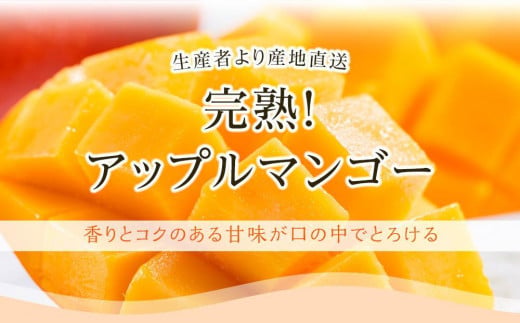 【先行予約】高知県南国市産／完熟アップルマンゴー1個（2026年6月～発送）【マンゴー フルーツ くだもの デザート 高評価 厳選 高級 ギフト 贈り物 人気 おすすめ】【マンゴー アップルマンゴー 