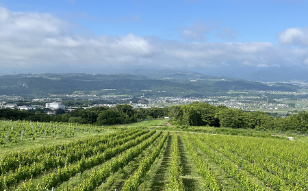 【鹿之助萬蔵】彫刻家がつくる赤白ワイン４種飲み比べ（４本）｜メルロー、シラー、シャルドネ、ピノ・ノアール、ソーヴィニョンブラン