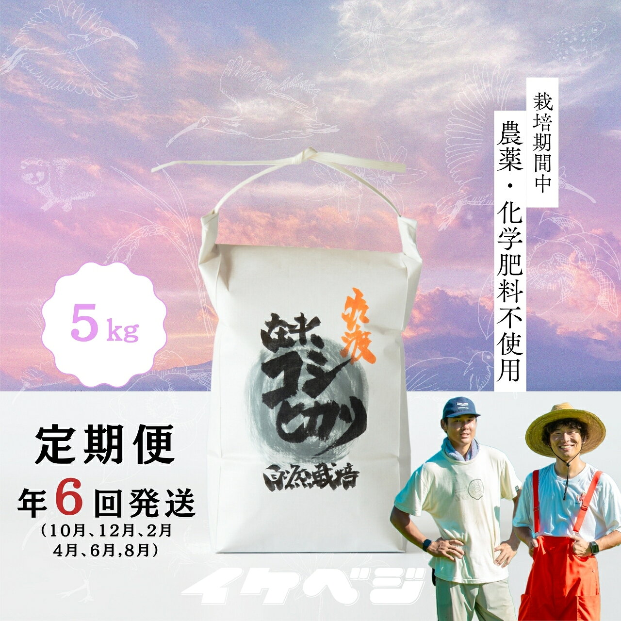【ふるさと納税】【定期便】米 コシヒカリ 白米 5kg×全6回 計30kg 令和8年産 佐渡産 従来種 特別栽培米 色彩選別済み こしひかり ごはん おにぎり お弁当 新潟県 佐渡市