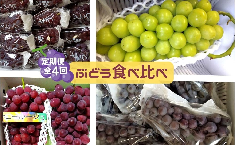 
                  【定期便：全４回】ぶどう食べ比べコース（デラウェア、サニールージュ、シャインマスカット、スチューベン）　0142-2618
                