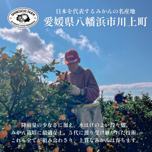 【発送月固定定期便】旬の厳選柑橘をお届け。柑橘定期便【新口農園厳選】【E70-39】全2回【4055155】