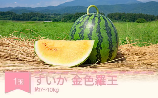 
            すいか 金色羅王（7～10kg) 秀品  1玉 令和7年産 2025年産 スイカ  果物  no-sukrx7
          