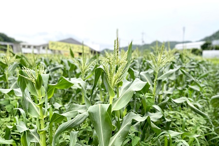 スーパースイートコーン 10本+傷み保証2本セット 高糖度 京都 京丹波町産 ※北海道・沖縄は配送不可 [010SH002L]