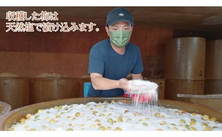 昔ながらの梅干し 一級品（福井県若狭町）伝統製法にこだわり仕上げた梅干し／袋入り300g ご飯のお供 肉厚 種が小さい 紅映 天然塩 鮮やか 芳醇な香り コク 紫蘇漬け 二度漬け すっぱい 
