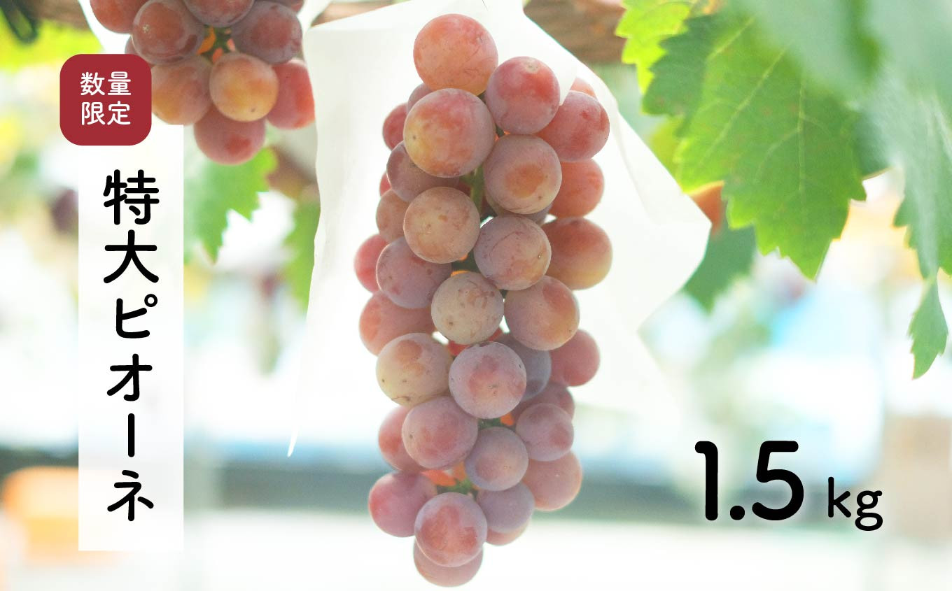 
            【先行予約・2025年9月】 数量限定 大粒ピオーネ 1.5kg 産地直送 農家直送 甘い 大きい 種なし ぶどう 果物 限定品
          