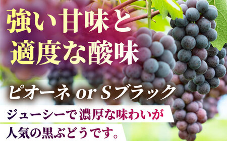 【先行予約】【数量限定】ぶどうの宝石 3色 贅沢食べ比べセット 計2.5〜3kg（4〜6房）【合同会社 社方園】ぶどう 詰め合わせ  セット 食べ比べ 熊本 ぶどう食べ比べ ぶどうセット 熊本のぶどう