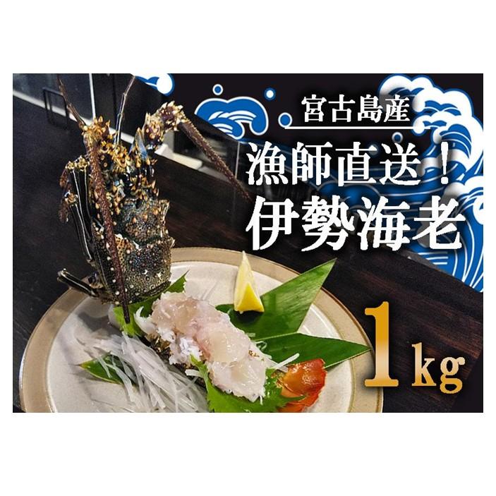 【ふるさと納税】漁師直送！ 宮古島の冷凍島伊勢海老　1kg | 伊勢海老 エビ 冷凍 海鮮 魚介類 人気 おすすめ 沖縄 宮古島