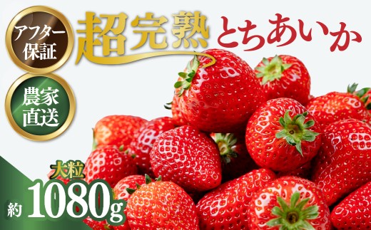 【1月以降発送】いちご 小島さんちの完熟 とちあいか 大粒 約270g×4パック 合計 約1080g | いちご イチゴ 苺 とちあいか 完熟 大粒 果物 フルーツ くだもの 甘い あまい 産地直送 栃木県産 小島いちご園 栃木県 茂木町