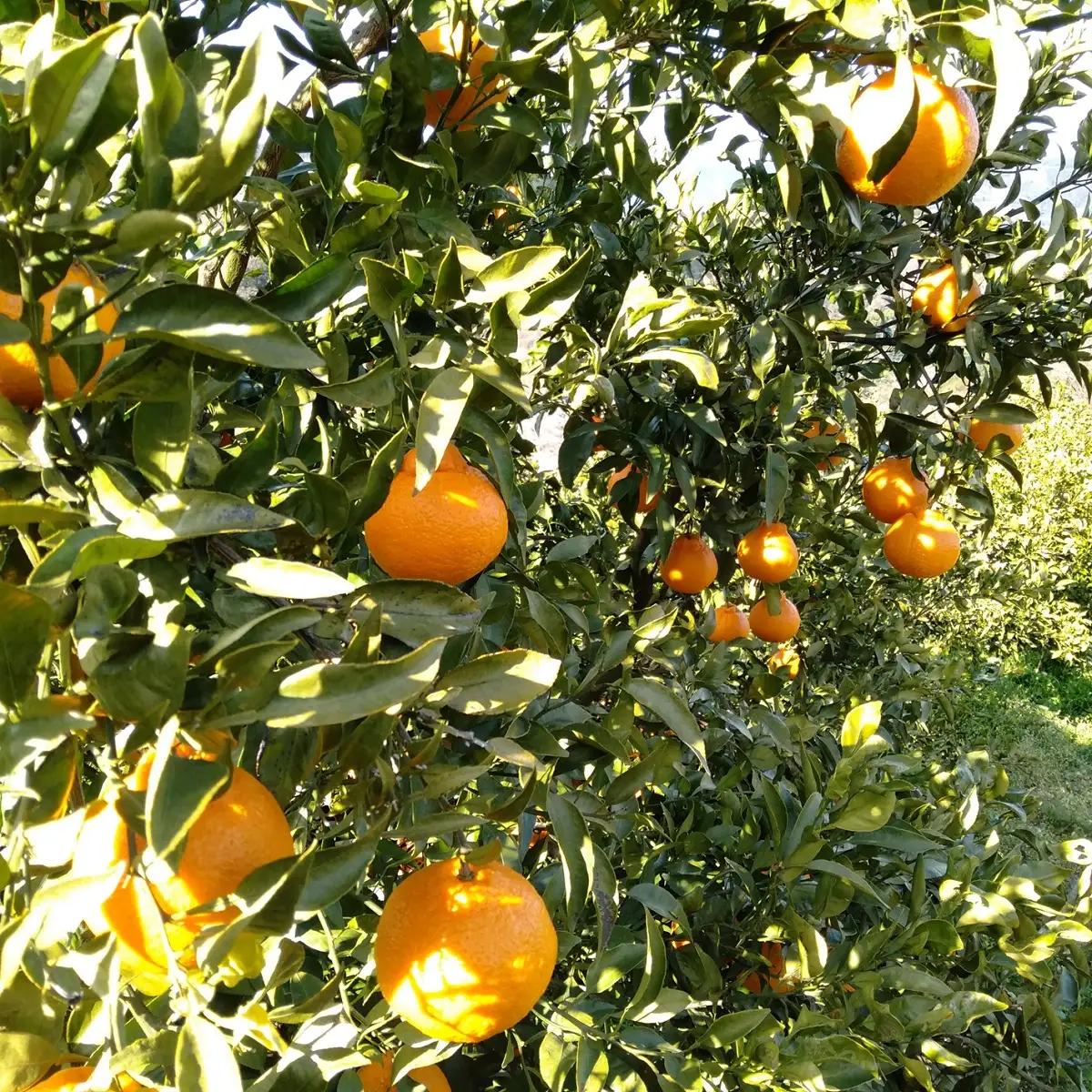 【先行受付】愛咲果樹園「不知火 ( デコ )」訳あり 約3kg【71-71】YWTS059