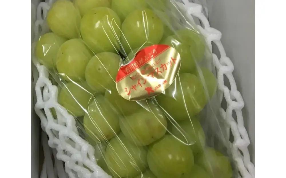 訳ありシャインマスカット  2kg (3-6房)　ご家庭用
