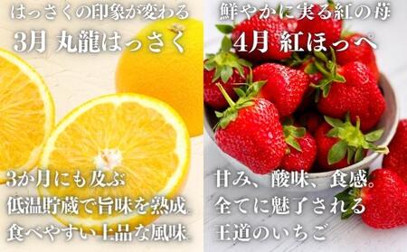 フルーツ定期便 12回 讃州丸亀 旬の果実セット ﾌﾙｰﾂﾌﾙｰﾂﾌﾙｰﾂﾌﾙｰﾂ 定期便