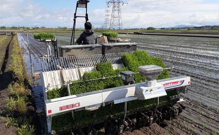 新潟県産 コシヒカリ 5kg 米 精米 白米 こめ コメ お米 おこめ こしひかり 新潟 新潟県 
