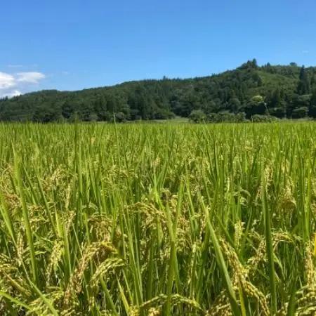 【令和8年産先行予約】山形県川西町産 有機栽培もち米 こがねもち (精米) 5kg【1731862】