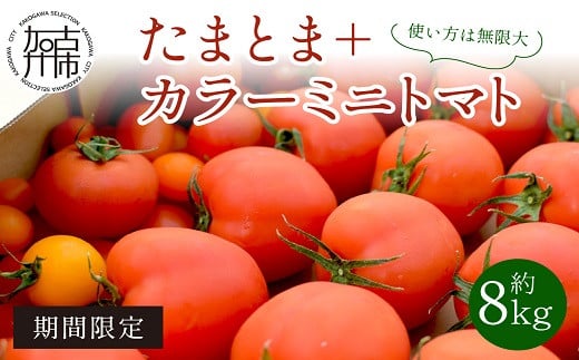 
            【お届け月が選べる・限定出荷】"たまとま"＋カラーミニトマト(約8kg)《 野菜 トマト ミニトマト カラートマト 期間限定 美味しい セット とまと 》【2403C12102】
          