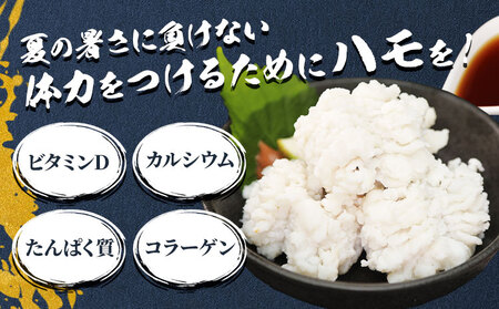 産地直送！ハモ 肉厚ハモ 300g《7月上旬-9月末頃出荷》熊本県 葦北郡 津奈木町 平国丸 旬 旬の魚 鰻 鱧 湯引き 天ぷら 新鮮 肉厚