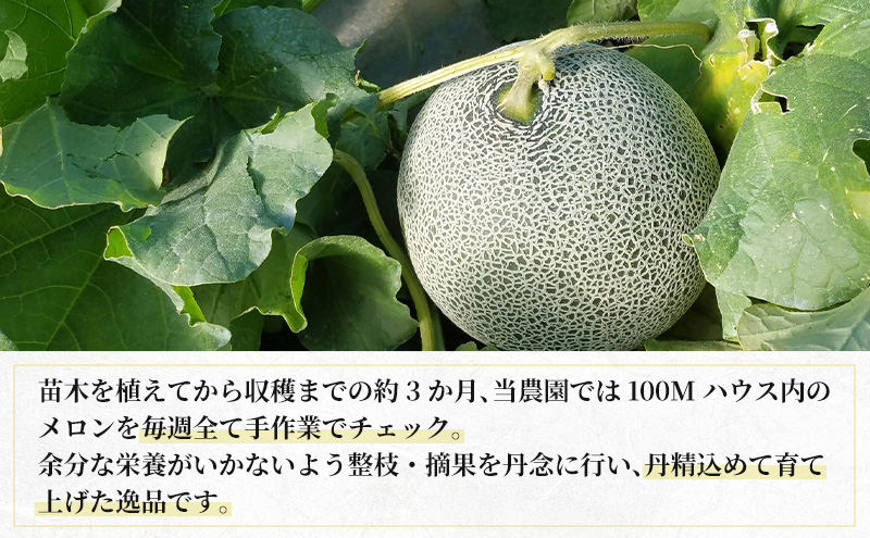 【2026年8月下旬より発送】北海道 富良野 メロン 赤肉 約2.1kg