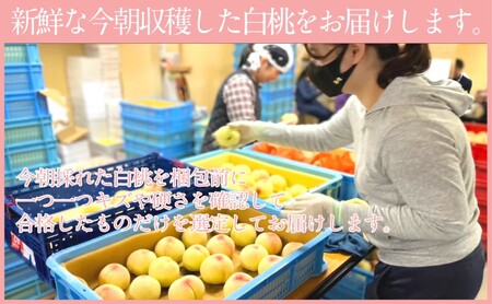 もも 2024年 先行予約 岡山匠の白桃 約1.3kg 4～6玉 犬塚農園 岡山県産 清水白桃 桃 モモ 家庭用 初夏 みずみずしい