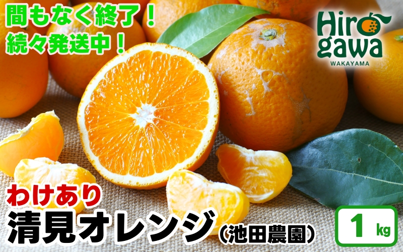 清見 オレンジ 家庭用 1kg+30g（痛み補償分） 光センサー / 訳あり 清見オレンジ 清見タンゴール きよみ 清美 甘い 和歌山 柑橘 ※2月上旬～6月上旬に順次発送 ※北海道・沖縄・離島への配送不可 【ikd011-c-1A】