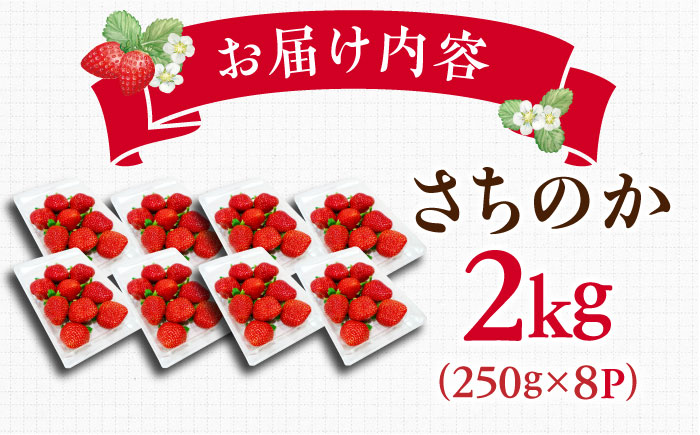 【2025年発送分 先行予約】【ビタミンC豊富な濃厚いちご】さちのか 2kg（250g×8パック） / 苺 イチゴ いちご フルーツ 果物 / 佐賀県 / さかもとさんの畑 [41ABAA009]
