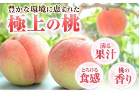 桃 紀の里の桃 2玉