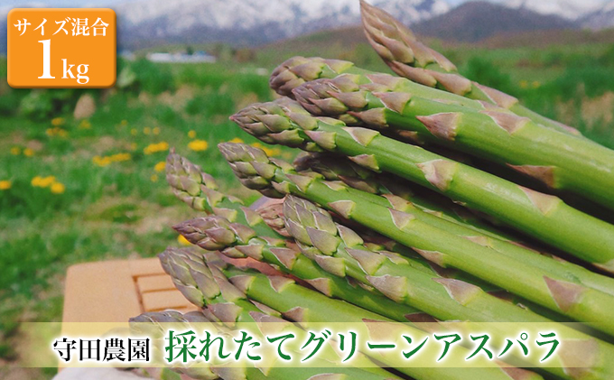 【2024年4月～発送】北海道 ふらの グリーン アスパラガス 約1kg サイズ混合 (守田農園) 野菜 新鮮 直送 朝採り アスパラガス 道産 北海道 ふらの 