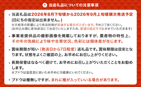 先行予約【2026年8月下旬から2026年9月上旬頃発送】 ブドウ 2～3種類セット 約2kg 