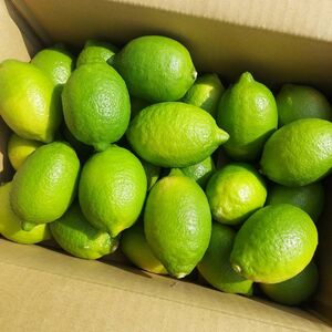 【愛媛県産】 グリーンレモン 約3kg 柑橘 みかん 果物 くだもの フルーツ おすすめ 人気 お取り寄せ グルメ ギフト 期間限定 数量限定 ご当地 愛媛県 松山市 たかぎ果樹園【TKG013】