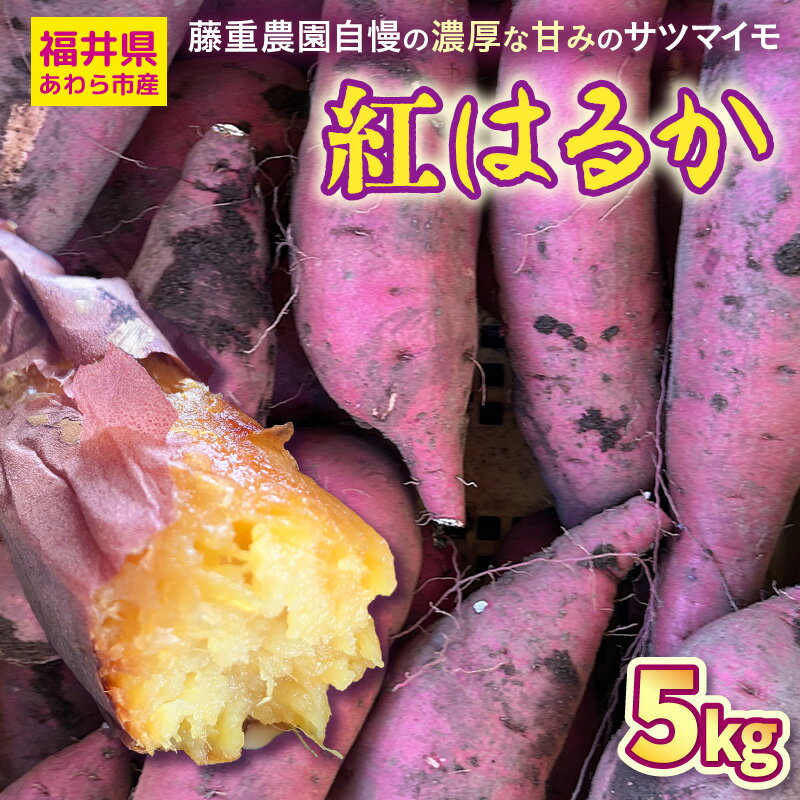 【ふるさと納税】【先行予約】福井県あわら市産 藤重農園自慢の濃厚な甘みのサツマイモ 紅はるか 5kg / さつまいも 紅はるか べにはるか さつま芋 国産 土付き 芋 産地直送 熟成 サツマイモ ※2026年11月中旬以降順次発送