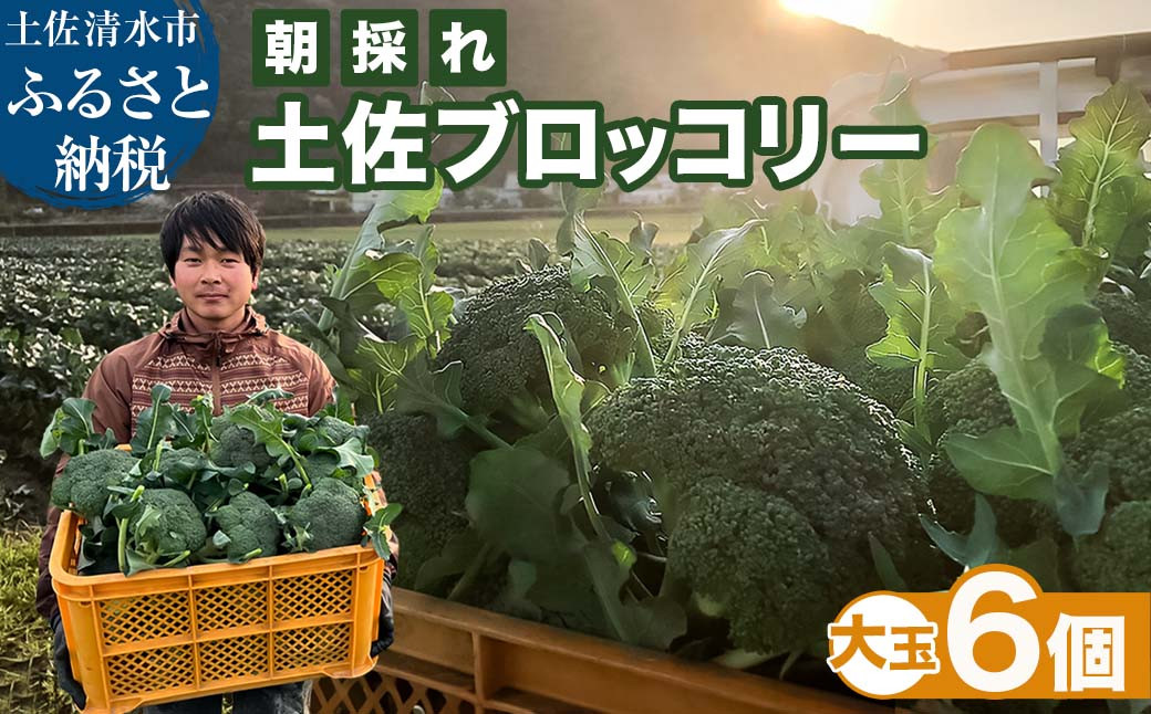 
                  【先行予約：令和9年1月下旬以降順次発送予定】朝採り 土佐のブロッコリー 大玉6個 1.5~1.8kg 農家のオススメ専用レシピ付き やさい 野菜 栄養 タンパク質 健康 ビタミンC おかず お弁当 サラダ 料理 冷蔵 配送 国産【R01210】
                