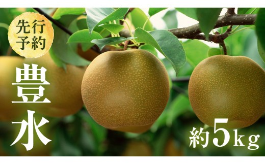 
            【 2026年8月下旬発送開始 】 茨城県産 梨 豊水 （約 5kg ） 10～14玉  梨 なし 和梨 日本梨 果物 フルーツ 新鮮 旬 期間限定 国産 先行予約
          