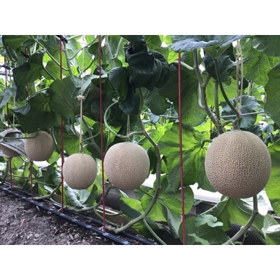 静岡県産　高級アローマメロン　山級約 1.4kg 1玉【配送不可地域：離島・北海道・沖縄県】