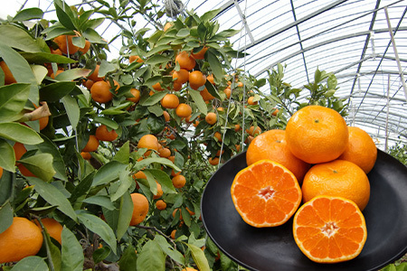 『先行予約』【令和8年7月上旬より順次発送】【全国出荷量1位】佐賀県ハウスみかん 1.8kg 高級甘熟みかん 果物フルーツ 柑橘