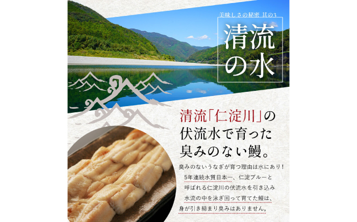 完全無投薬 仁淀川の伏流水で育てた贅沢うなぎ蒲焼き 中 (約150g×3尾 ) ギフトセット 池澤鮮魚 [ATBE018]