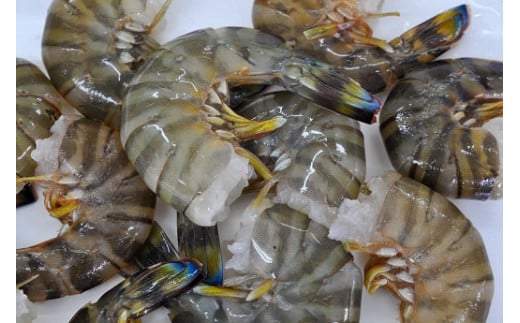 【予約受付 1月より順次発送】こだわりの車海老　無頭車海老（冷凍）250ｇ×3パック F010