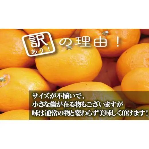 【 早期予約受付開始 】 立目産 ポンカン 10 kg 贈答用 2027年1月 下旬より順次発送 高知 須崎 KHN004