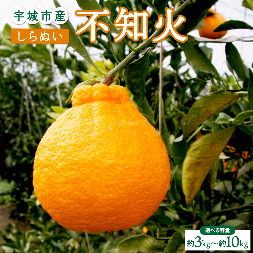 【ふるさと納税】先行予約 不知火 3kg 5kg 10kg 【2027年2月上旬-4月下旬発送予定】 ひかる農園 しらぬい 柑橘類 みかん 宇城市産 熊本県産 九州産 国産