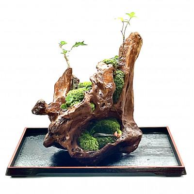 ふるさと納税 豊川市 苔盆景流木山水画は、自然の美しさを凝縮した、心が和むアイテムです。 |  | 01