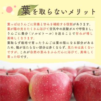 【2024年12月上旬発送】 りんご 10kg サンふじ 葉とらず 青森