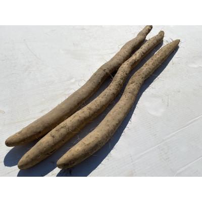 ふるさと納税 長野市 【先行受付】JAグリーン長野　松代産　長芋　3kg(2〜3本)　家庭用
