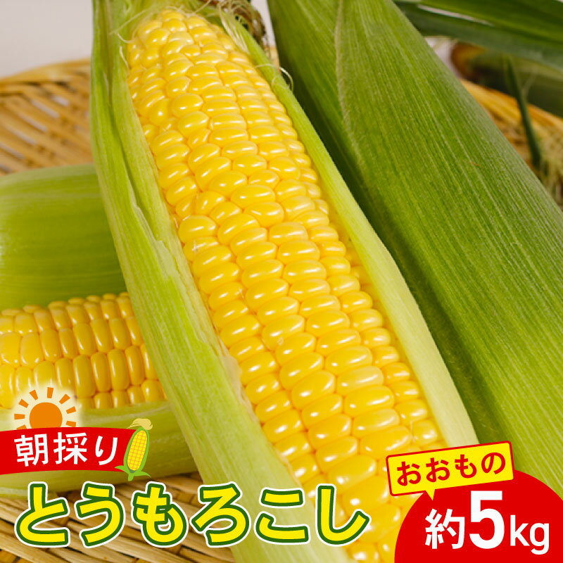 【ふるさと納税】 スイートコーン とうもろこし おおもの 約5kg 朝採れ 朝採り 国産 産地直送 野菜 夏野菜 新鮮 甘い キャンプ 生 天ぷら スープ コーン 旬 とうきび なんばん toumorokosi 送料無料 千葉県 銚子市 サンズファーム【令和8年 7月上旬～8月上旬頃発送予定】