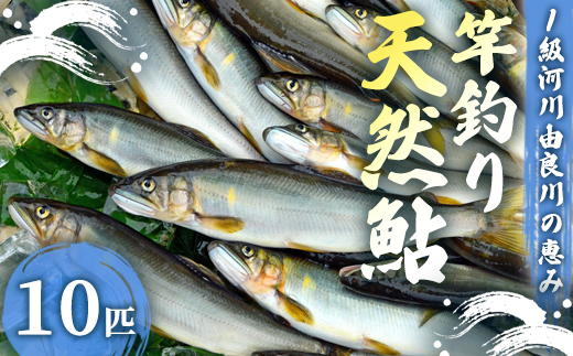 【2025年夏発送】天然鮎 竿釣り 10匹 （17～23cm） 【 冷蔵 由良川の竿釣り 由良川漁協 あゆ 鮎 新鮮 魚 さかな 直送 舞鶴 京都 魚介 川魚 塩焼き 生あゆ 】