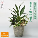 【ふるさと納税】オリジナルアレンジ観葉植物　Lサイズ【寄せ植え インテリア リビング 室内 グリーン 植物 癒し リフレッシュ】 (H086106)