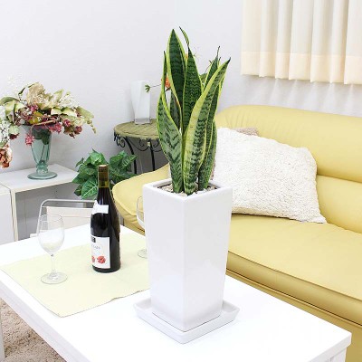 
                  【観葉植物】サンスベリア ホワイト陶器鉢 6号 ストレート 高さ：約55～70cm 【観葉植物 インテリア 部屋 おしゃれ 福岡県 筑前町 送料無料 AG006】
                