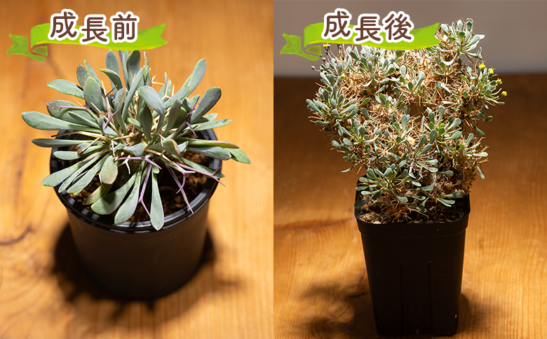 ユーフォルビオイデス オトンナ - 塊根植物 植物 黒鬼城 オトンナ属 強健種 インテリア ナチュラル 自然 グリーン 観葉植物 おしゃれ 癒し かわいい 多肉植物  サキュレントフィールド Succ