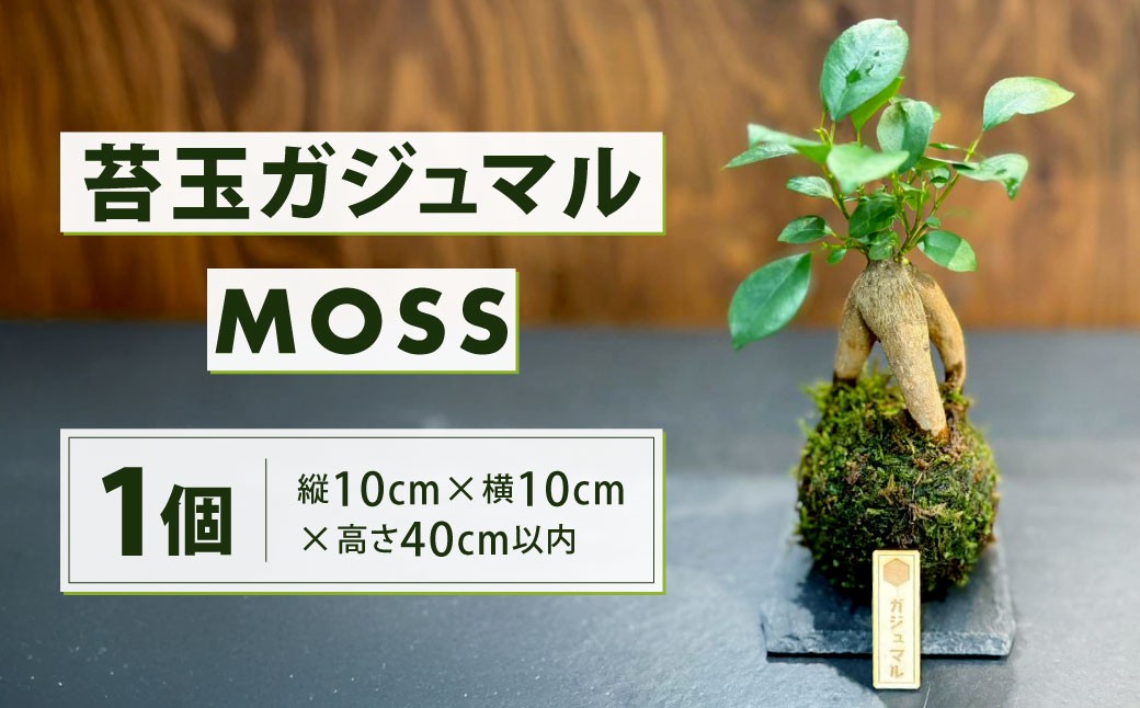 
            苔玉 ガジュマル -MOSS-  1点 観葉植物 ガジュマルの木 縁起の良い 多幸の樹 幸せを呼ぶ木 幸運 苔 玉 グリーン インテリア
          